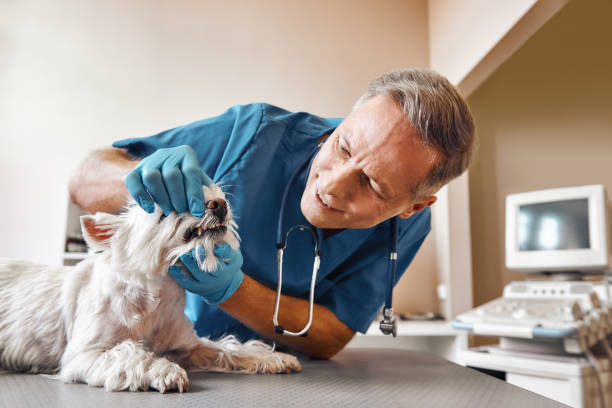 Best Emergency Dental Extractions in Leland Grove, IL